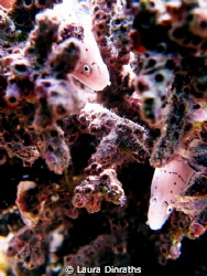 2 peppered morays hiding in coral by Laura Dinraths 
